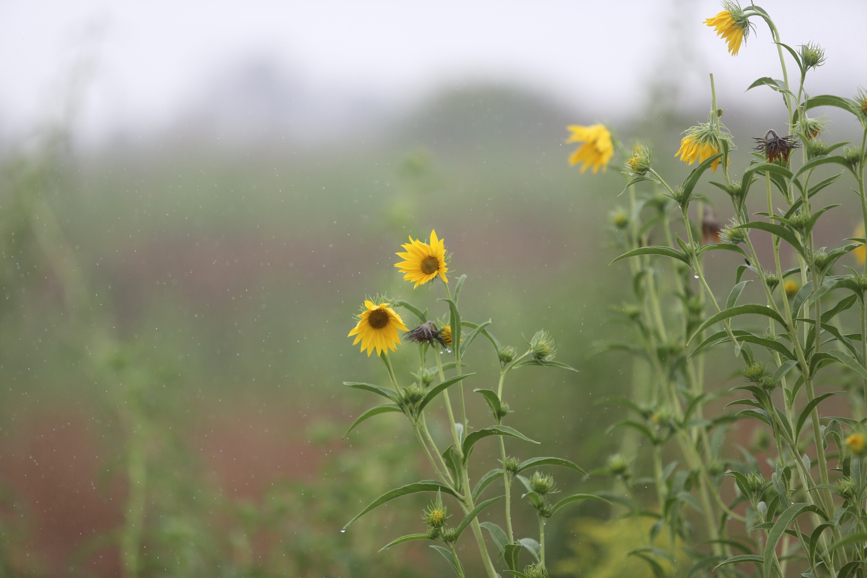 Full Size Image = 826 K