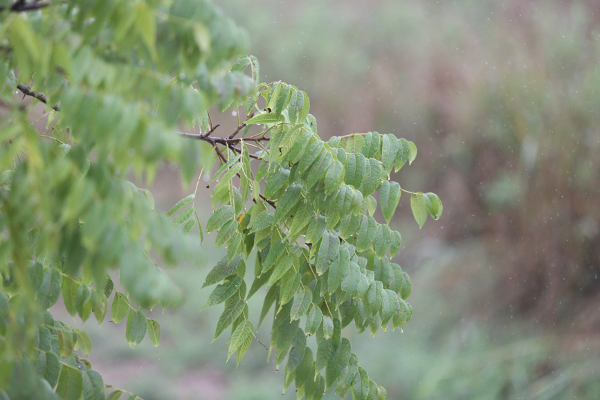 Full Size Image = 1189 K