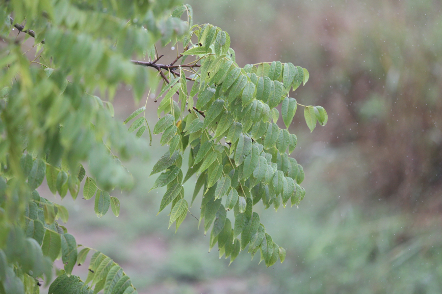 Full Size Image = 1210 K