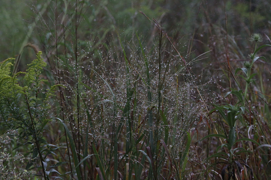 Full Size Image = 1911 K