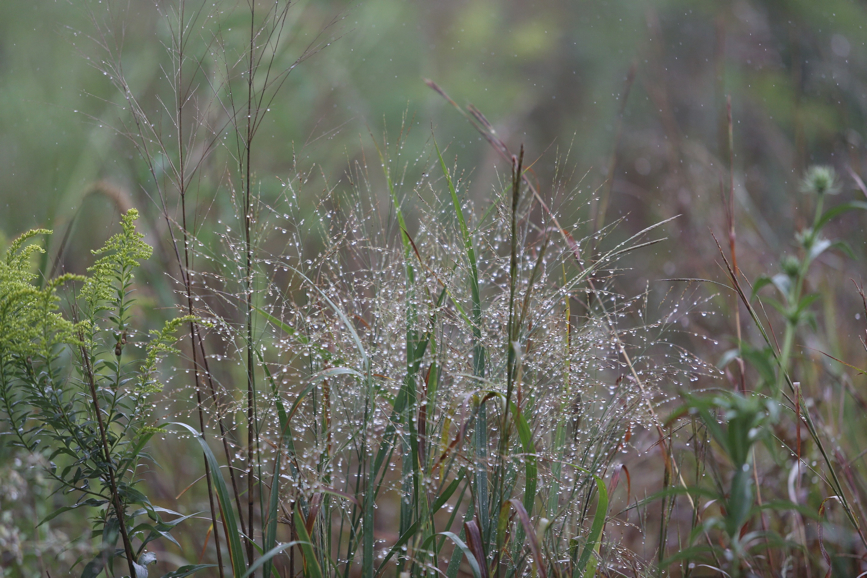 Full Size Image = 1412 K