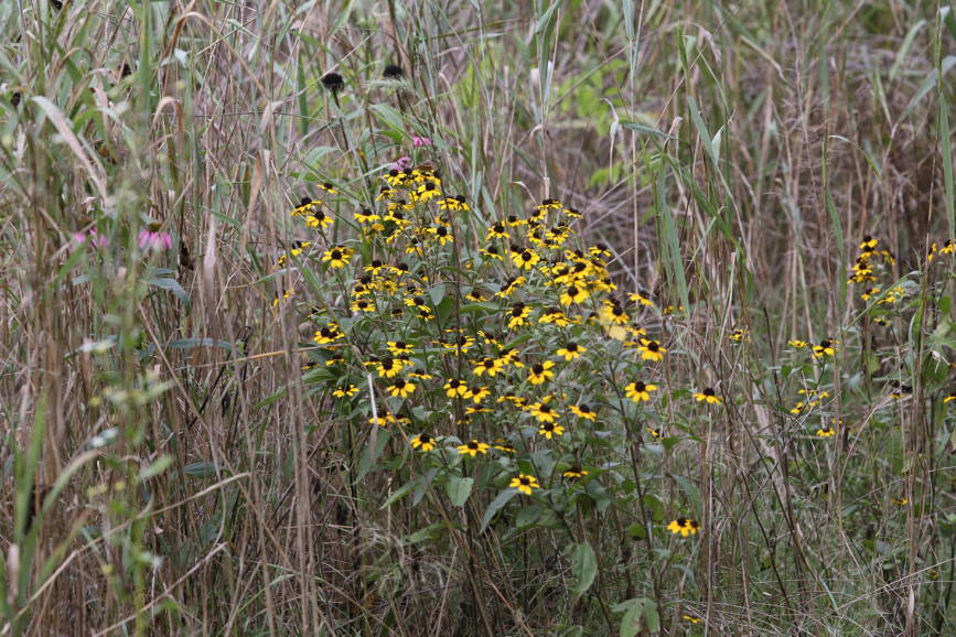 Full Size Image = 1941 K