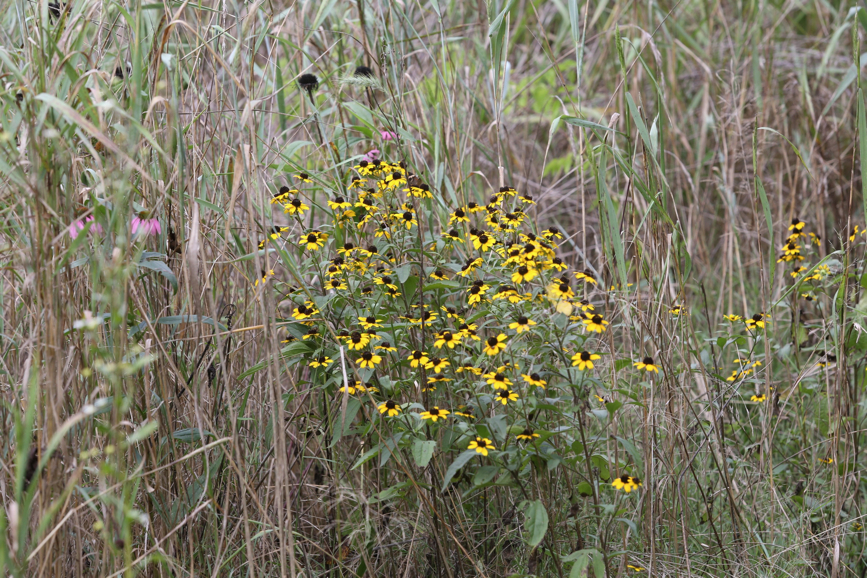 Full Size Image = 1965 K