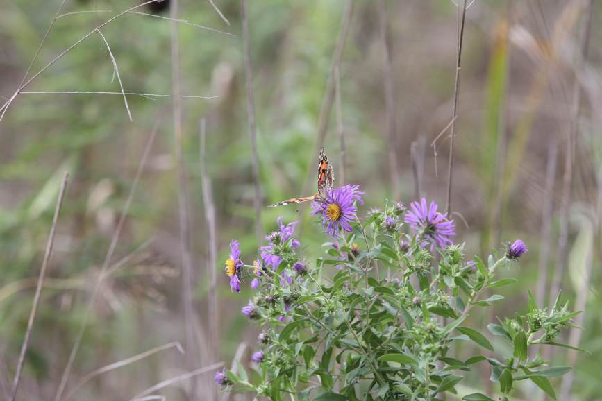 Full Size Image = 878 K