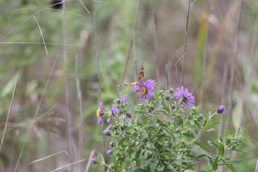 Full Size Image = 887 K