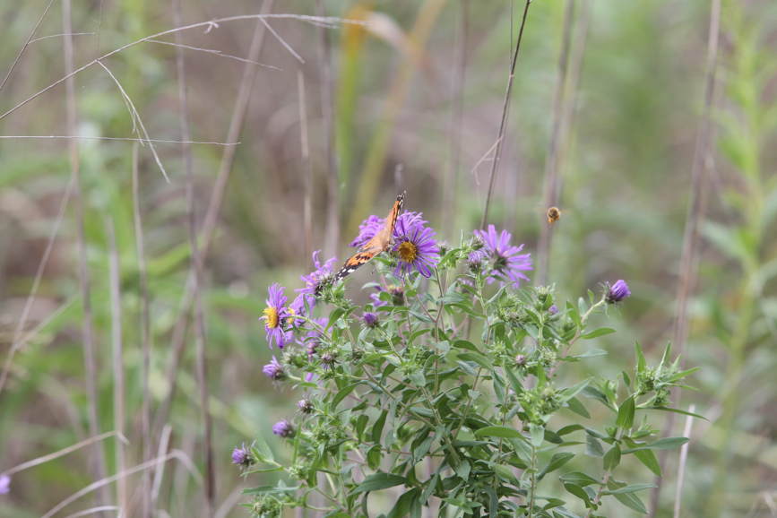 Full Size Image = 916 K