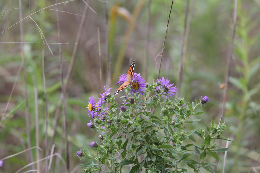 Full Size Image = 907 K