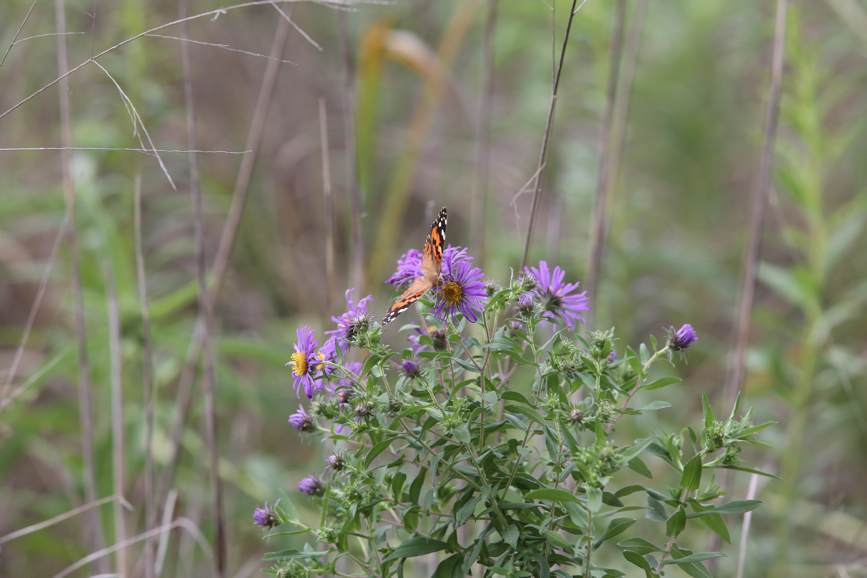 Full Size Image = 879 K