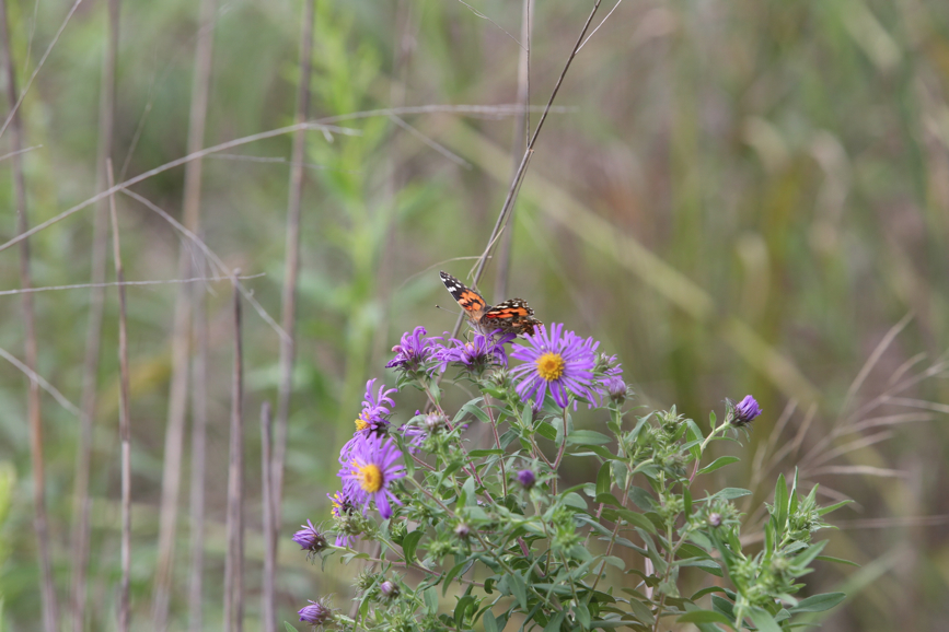 Full Size Image = 833 K