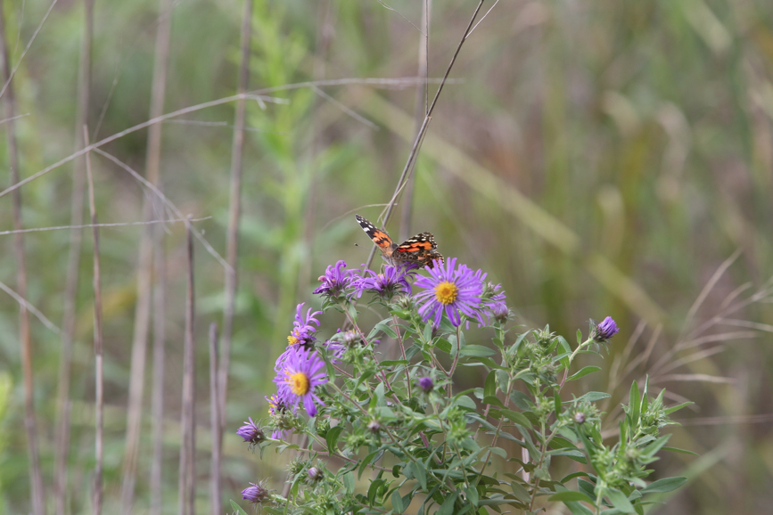 Full Size Image = 854 K