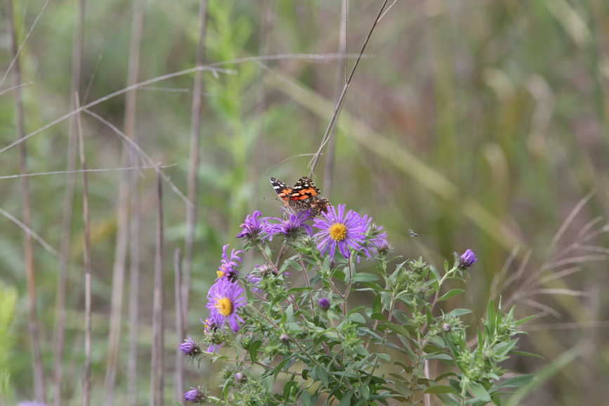 Full Size Image = 853 K