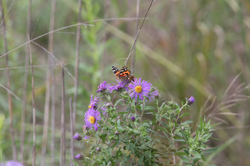 Full Size Image = 866 K