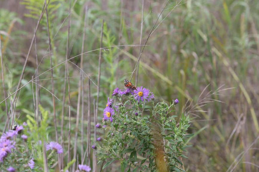 Full Size Image = 962 K