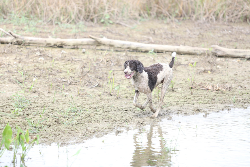 Full Size Image = 1154 K