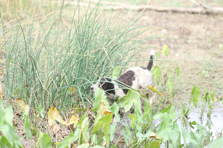 Full Size Image = 1227 K