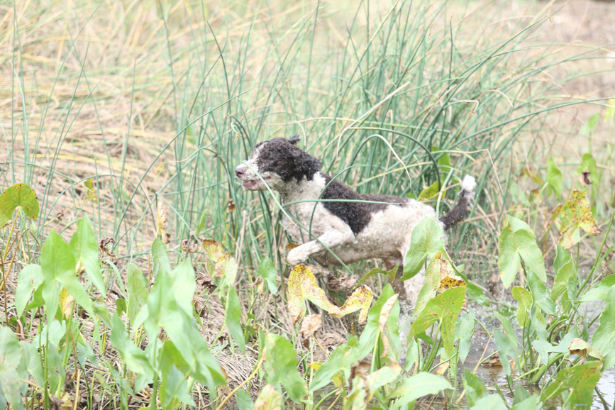 Full Size Image = 1317 K