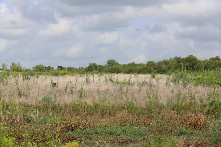 Full Size Image = 1980 K