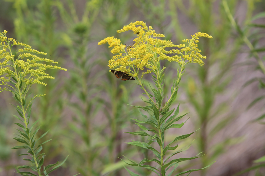 Full Size Image = 756 K