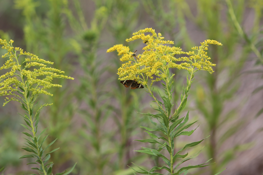 Full Size Image = 754 K