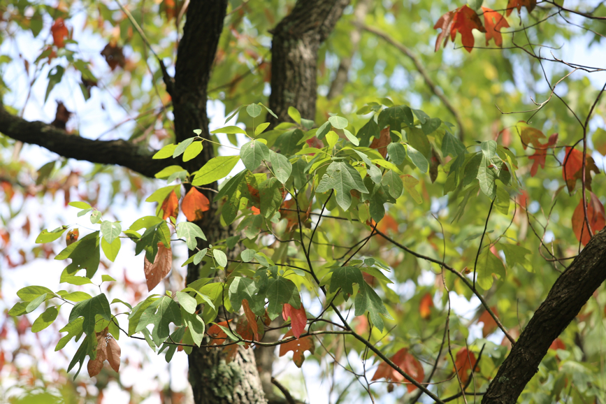 Full Size Image = 1087 K