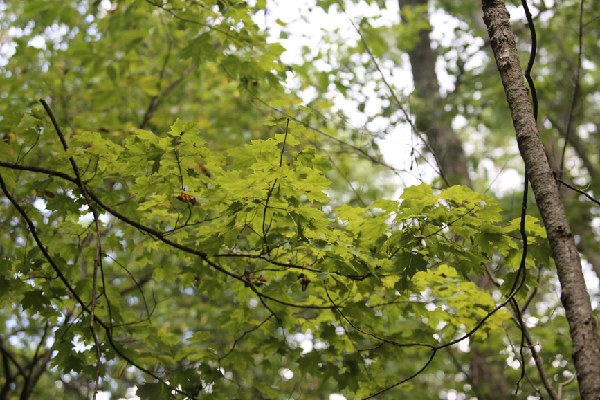 Full Size Image = 1098 K