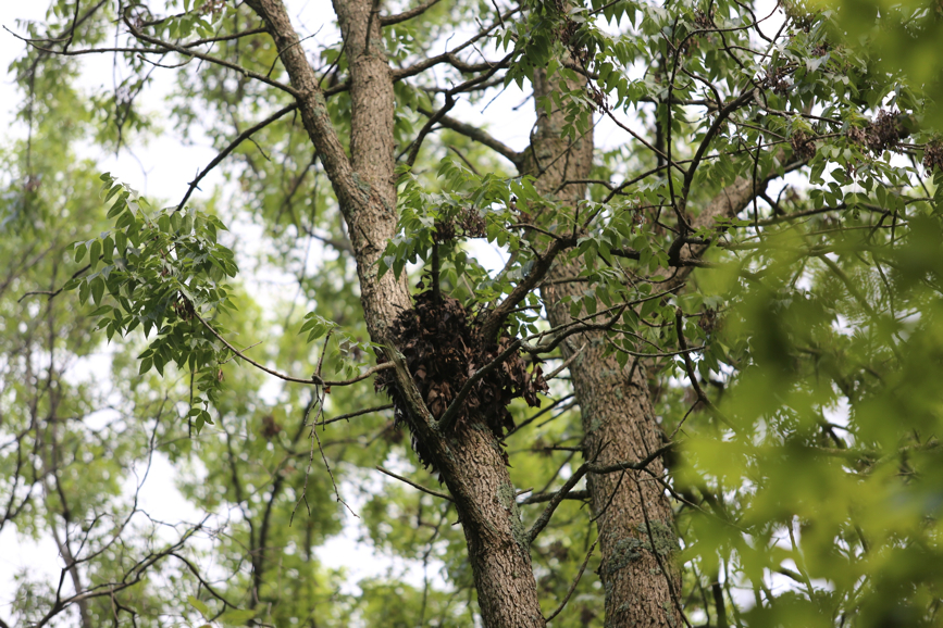 Full Size Image = 1485 K