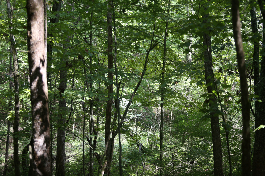 Full Size Image = 2370 K