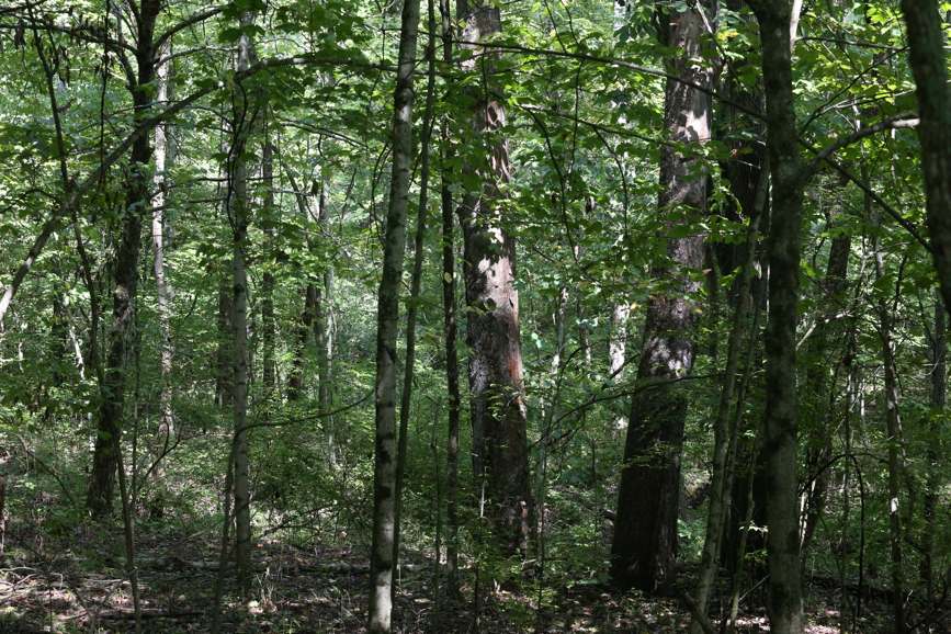 Full Size Image = 2766 K