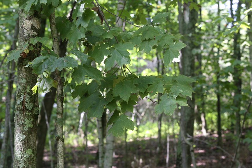 Full Size Image = 1422 K