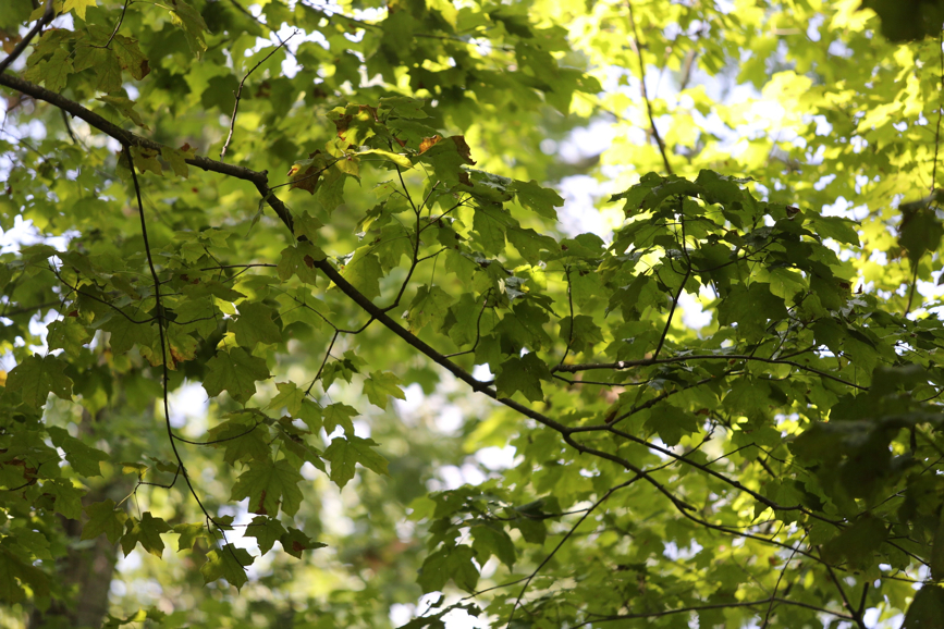 Full Size Image = 1311 K