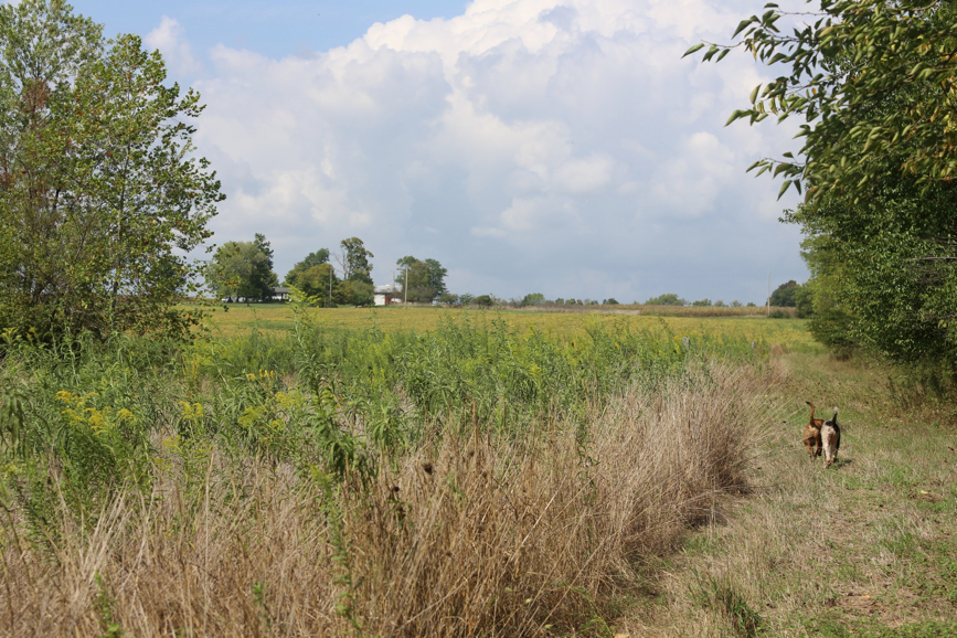 Full Size Image = 2188 K