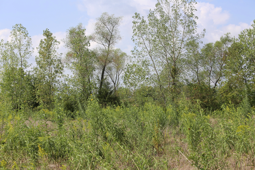 Full Size Image = 2711 K