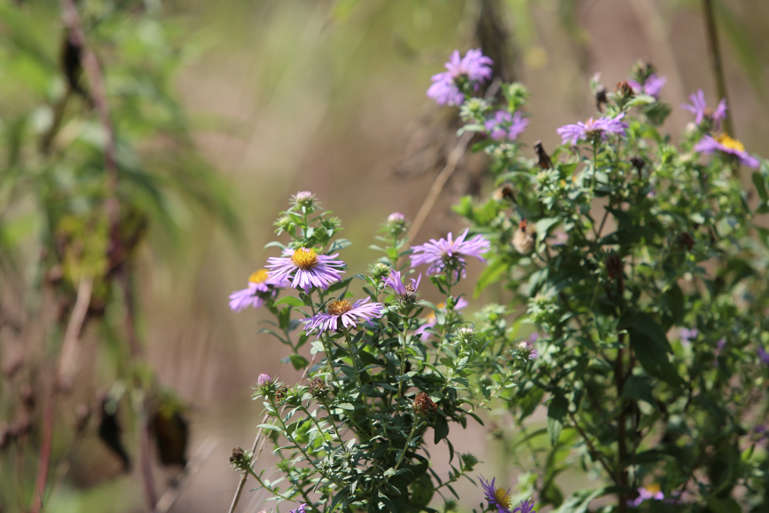 Full Size Image = 791 K