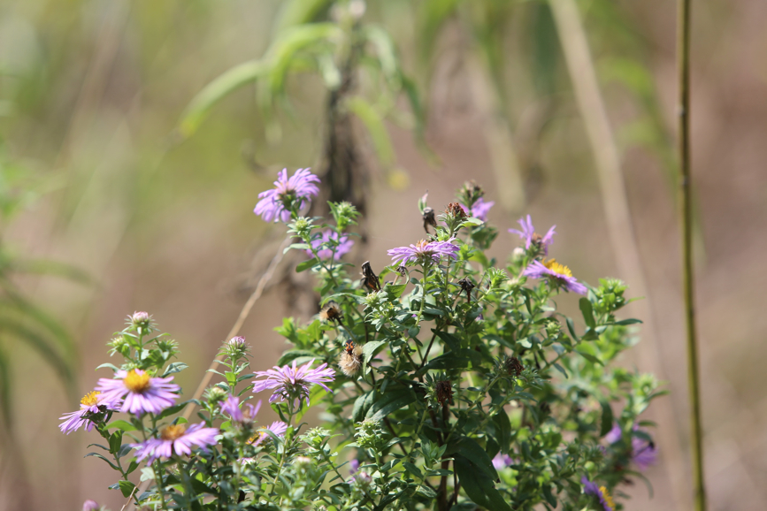 Full Size Image = 772 K