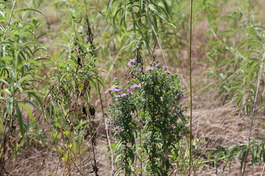 Full Size Image = 1423 K