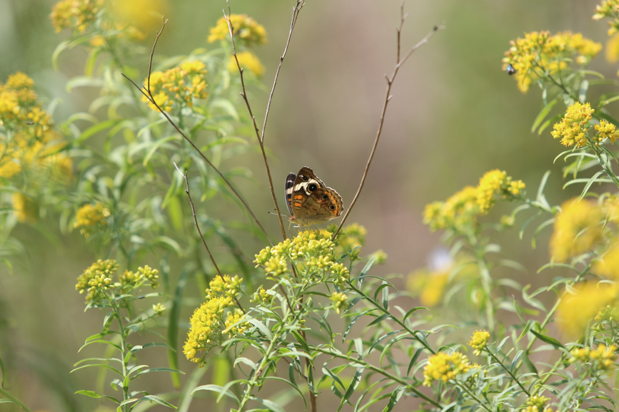 Full Size Image = 815 K