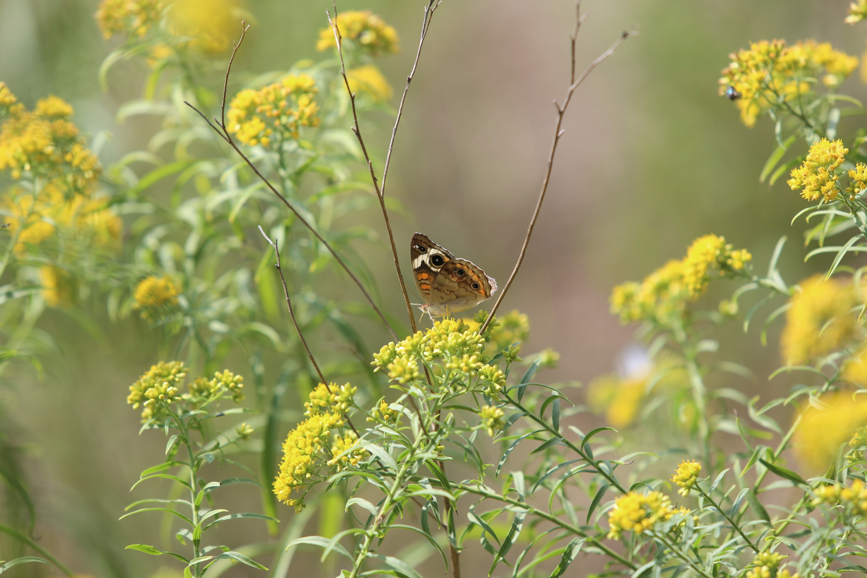 Full Size Image = 806 K