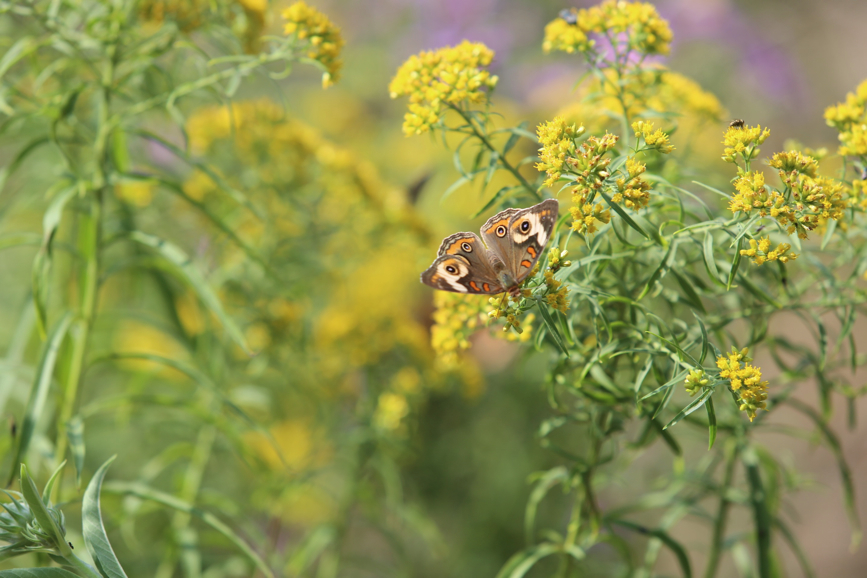 Full Size Image = 748 K