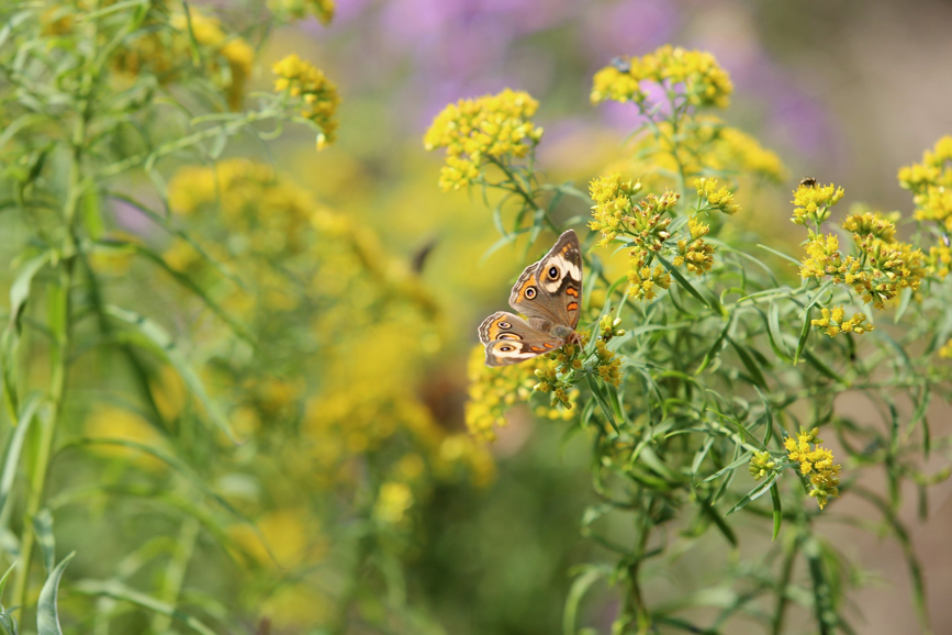 Full Size Image = 497 K