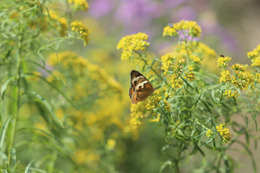 Full Size Image = 704 K