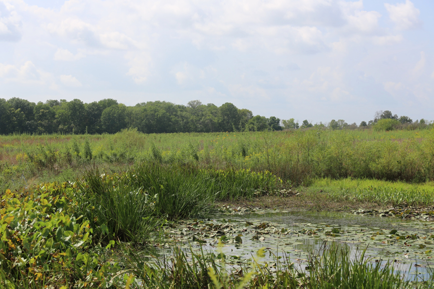 Full Size Image = 1850 K