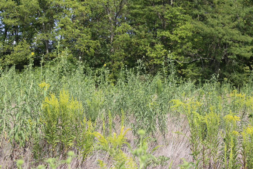 Full Size Image = 2478 K