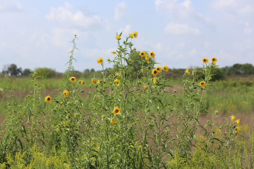 Full Size Image = 1299 K