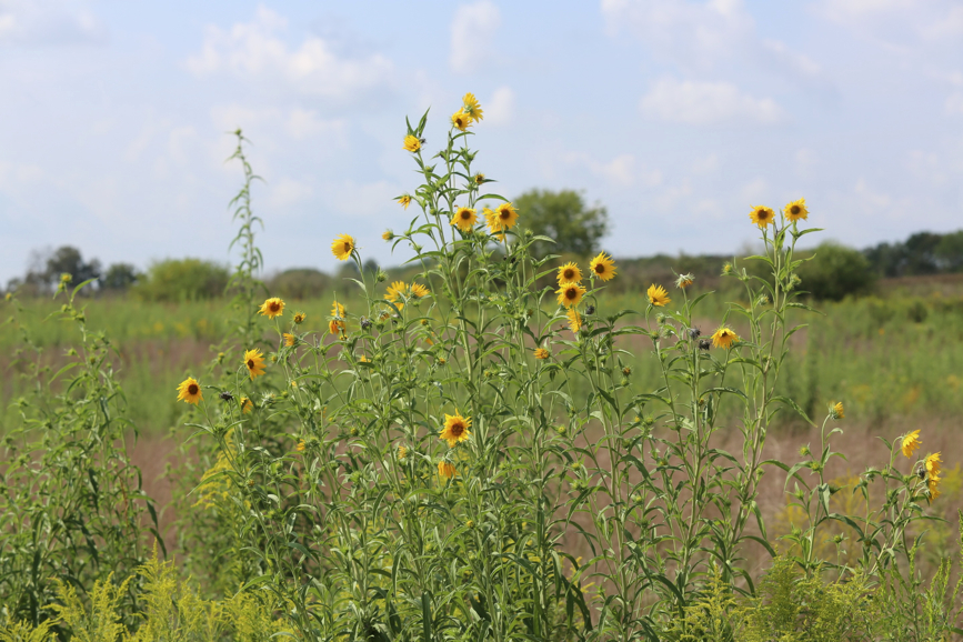 Full Size Image = 1247 K