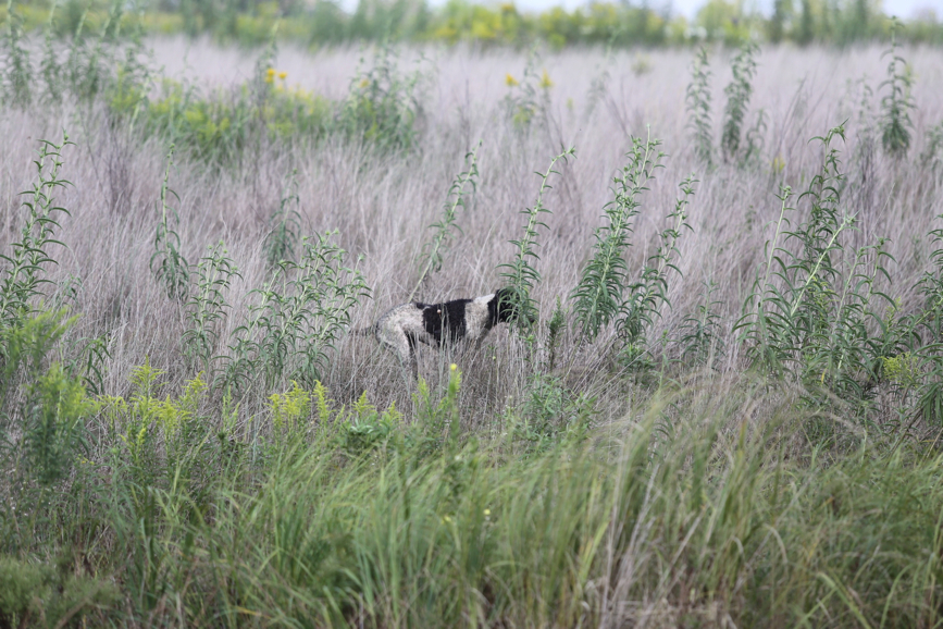 Full Size Image = 1591 K