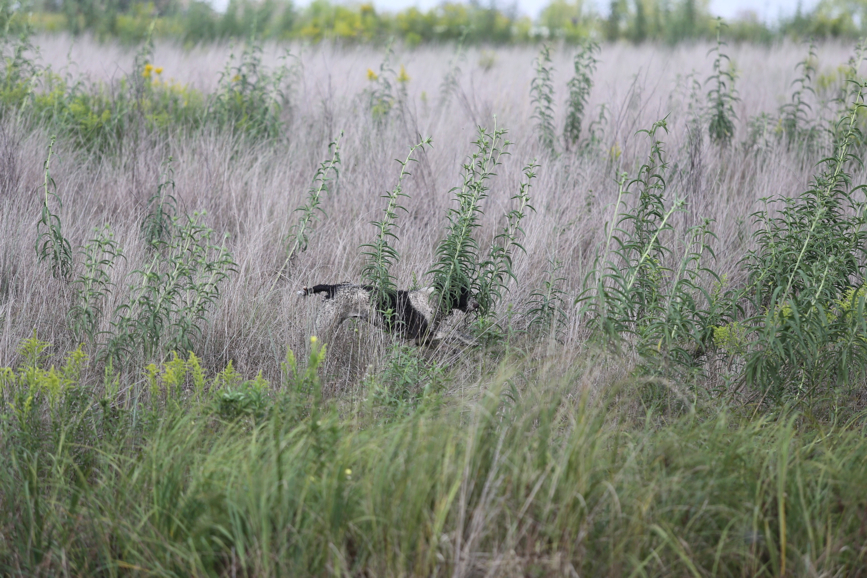 Full Size Image = 1583 K