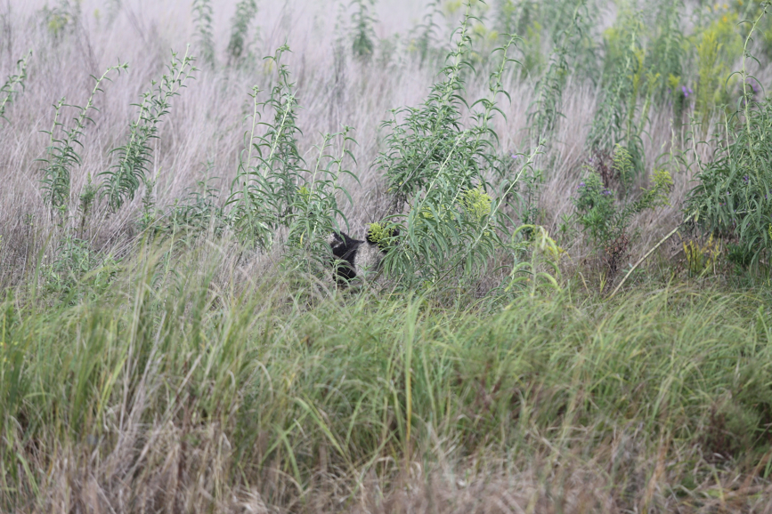 Full Size Image = 1532 K