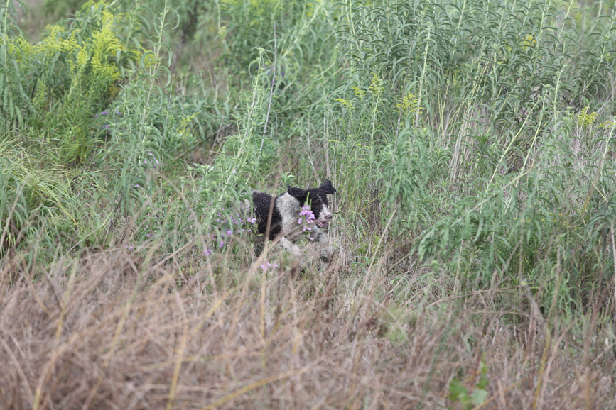 Full Size Image = 1689 K