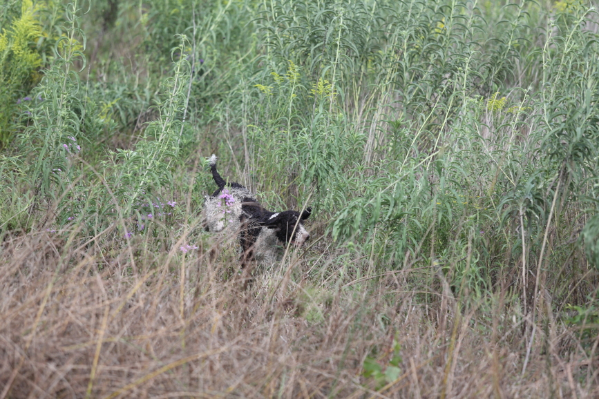 Full Size Image = 1724 K