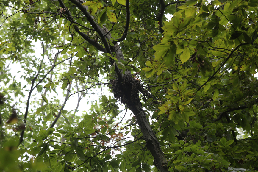 Full Size Image = 1558 K